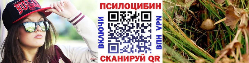 hydra Волжск Галлюциногенные грибы Psilocybe
